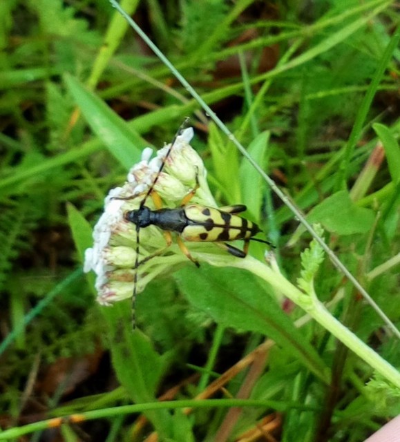 Rutpela maculata - tarkacsápú karcsúcincér