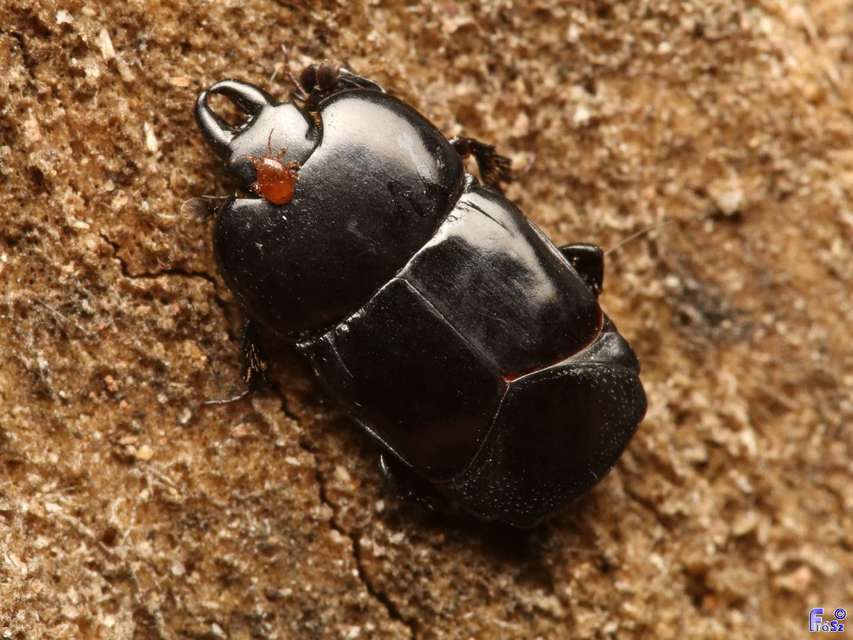 Hololepta plana - lemez-sutabogár