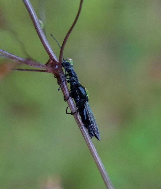 Dolichosoma lineare - ösztövér karimásbogár