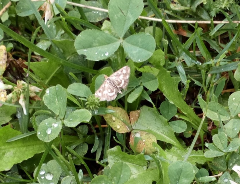 Pyrausta purpuralis - közönséges bíbormoly