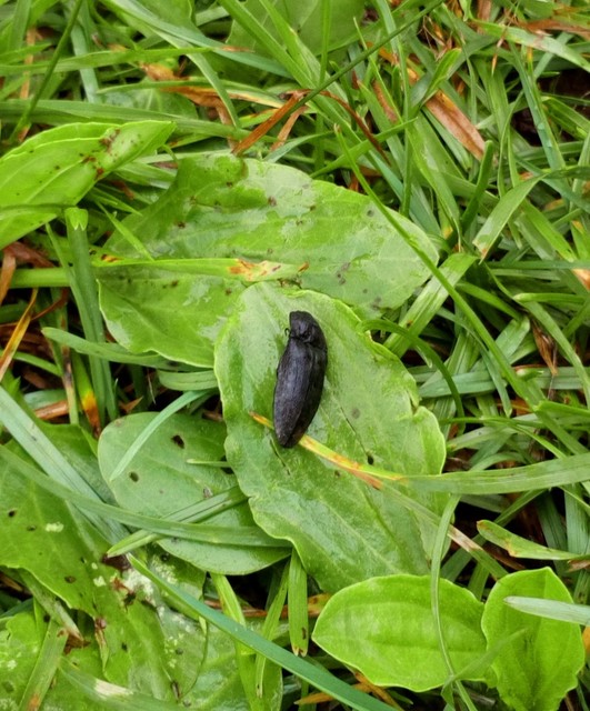Agrypnus murinus - egérszínű pikkelyespattanó
