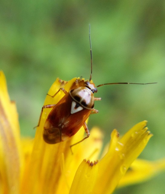 Lygus pratensis - változó mezeipoloska