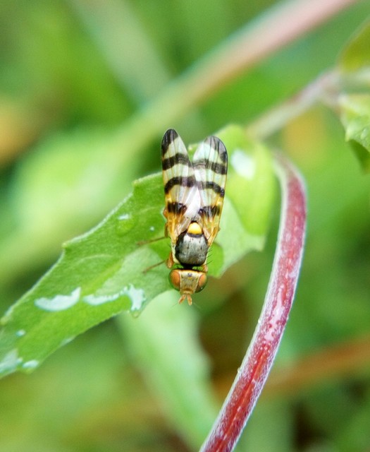 Tephritidae - fúrólégyfélék