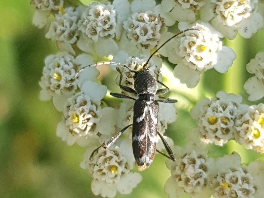 Chlorophorus sartor - feketevállú darázscincér
