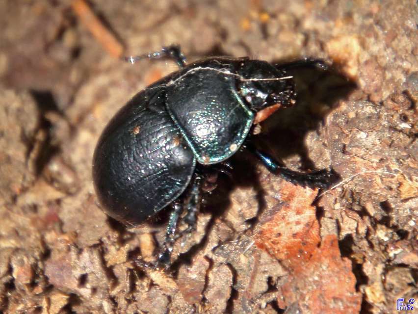 Anoplotrupes stercorosus - erdei álganéjtúró