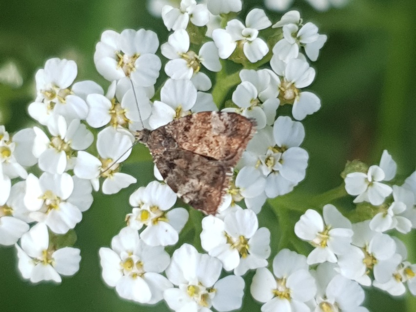 Choreutis pariana - őszi levélmoly