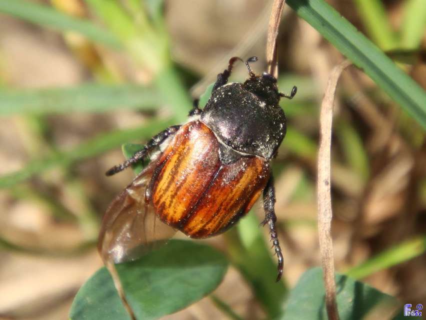 Anisoplia tempestiva - gabonaszipoly