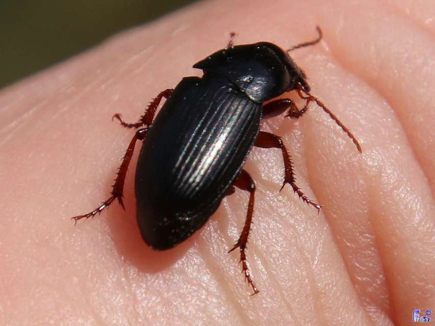 Harpalus flavicornis - sárgacsápú lomhafutó