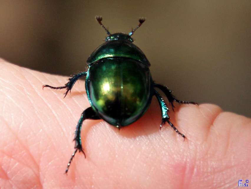 Trypocopris vernalis - tavaszi álganéjtúró