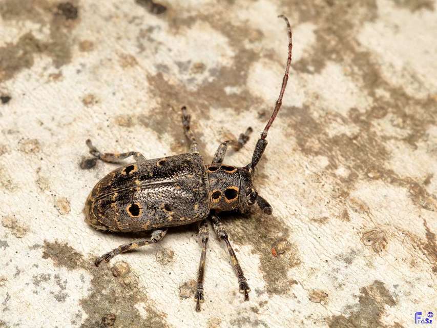 Mesosa curculionoides - szemfoltos cincér