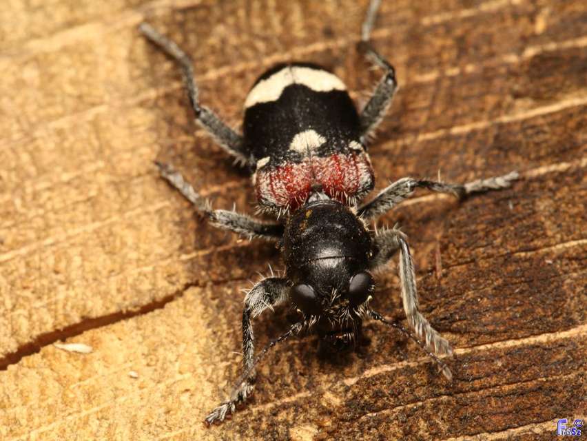 Clerus mutillarius - feketenyakú szúfarkas
