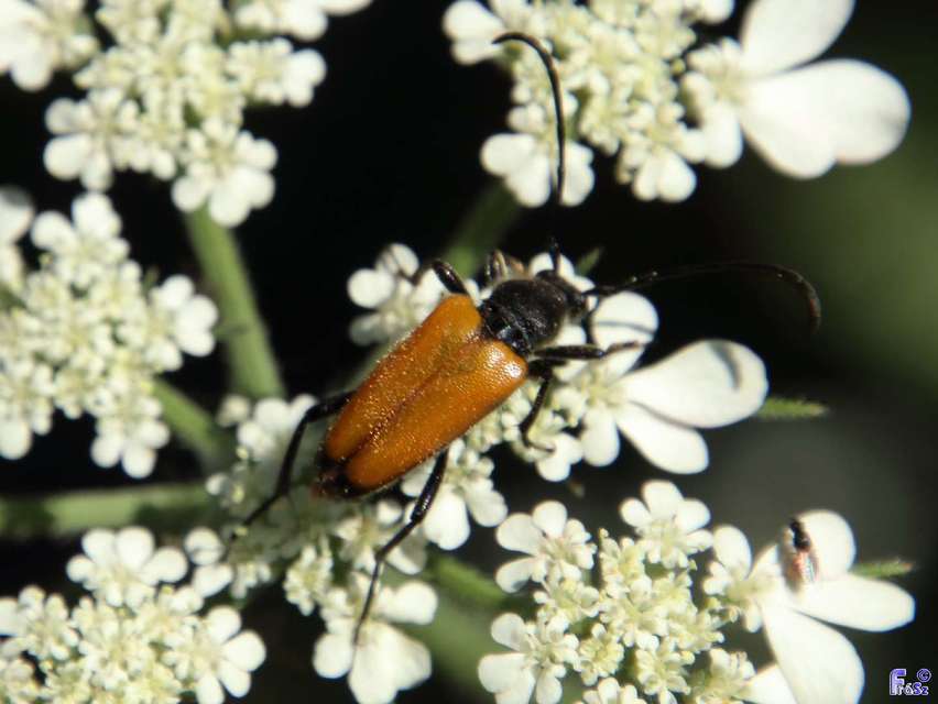 Stictoleptura fulva - vörhenyes virágcincér