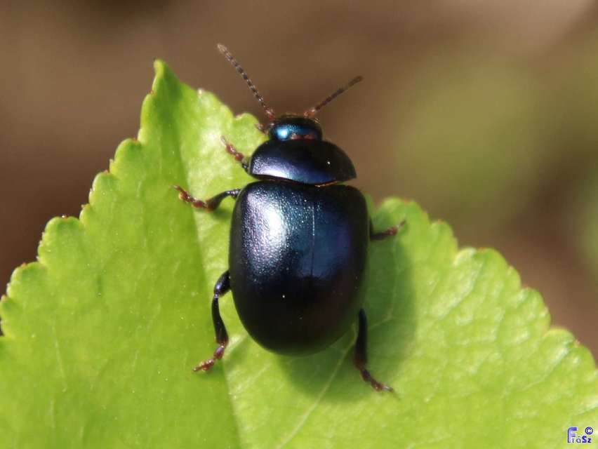 Chrysolina sturmi - vöröslábú levelész