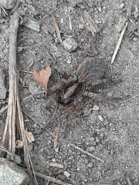 Trochosa