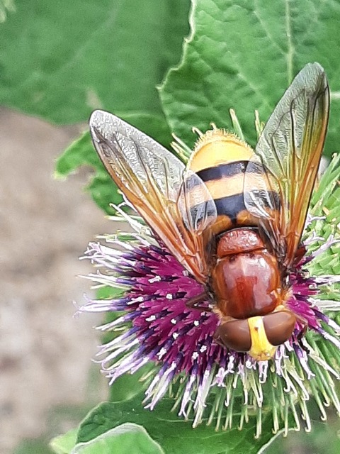 Volucella zonaria - kétöves pihelégy