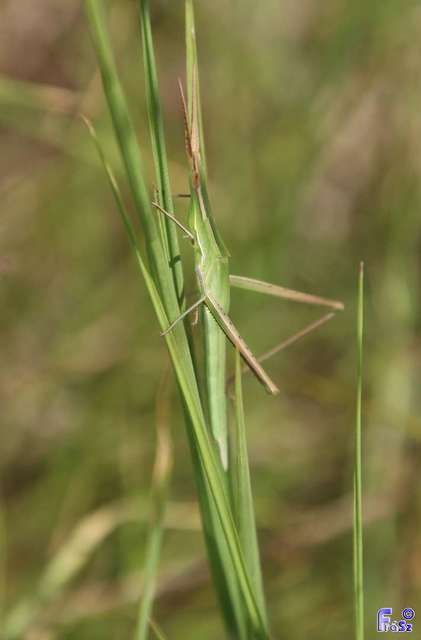 Acrida ungarica - sisakos sáska Acrida ungarica - sisakos sáska
