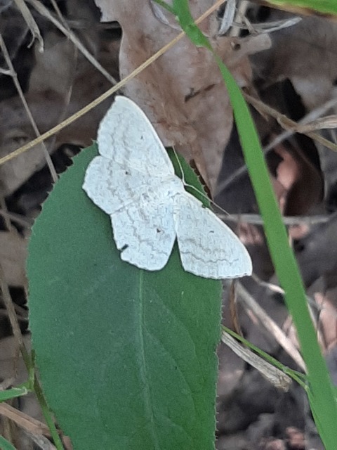 Scopula nigropunctata - feketepettyes araszoló