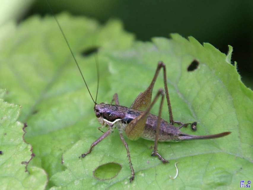 Pachytrachis gracilis - karcsú szöcske