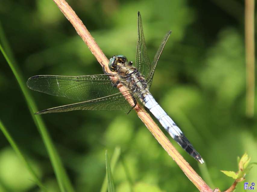 Orthetrum albistylum - fehérfarkú pásztorszitakötő