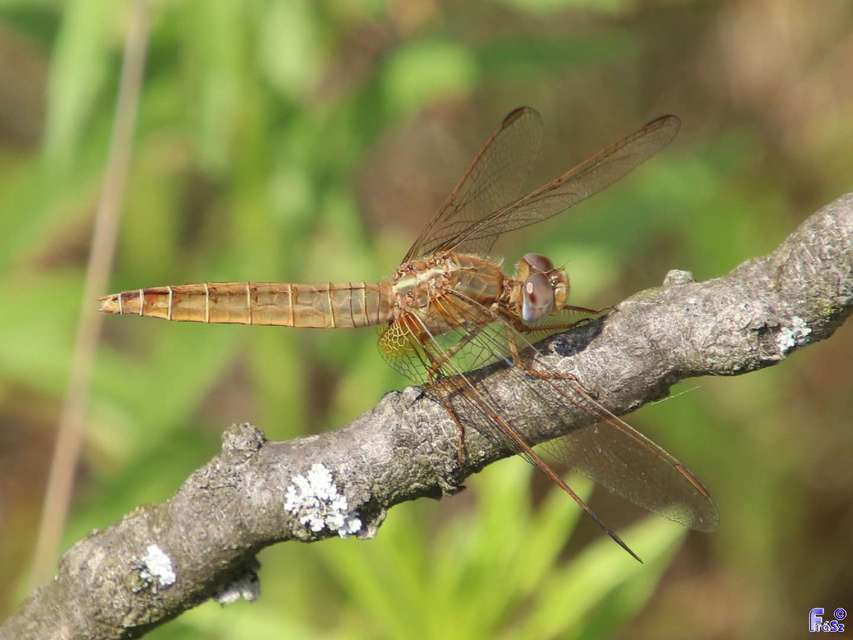 Crocothemis erythraea - skarlát szitakötő