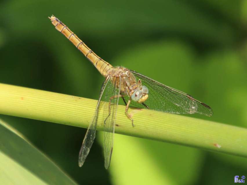 Orthetrum coerulescens - karcsú pásztorszitakötő