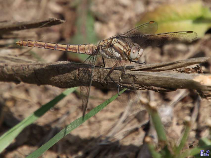 Orthetrum brunneum - pataki pásztorszitakötő