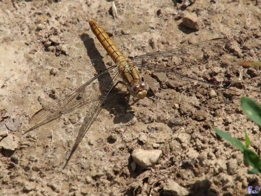Orthetrum brunneum - pataki pásztorszitakötő
