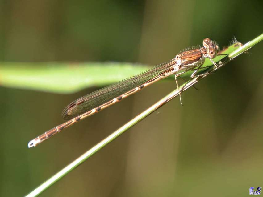 Sympecma fusca - téli rablószitakötő