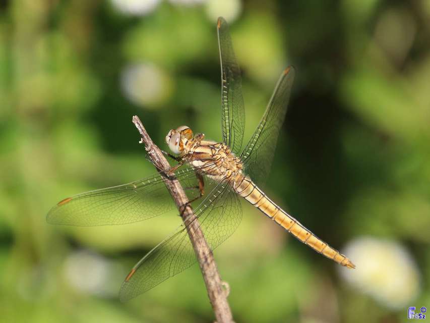 Orthetrum brunneum - pataki pásztorszitakötő