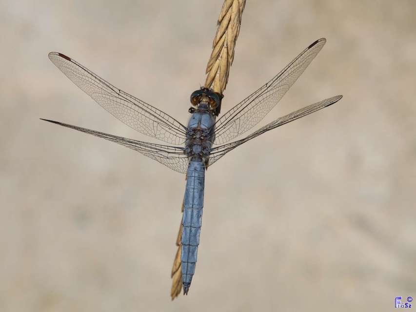 Orthetrum brunneum - pataki pásztorszitakötő