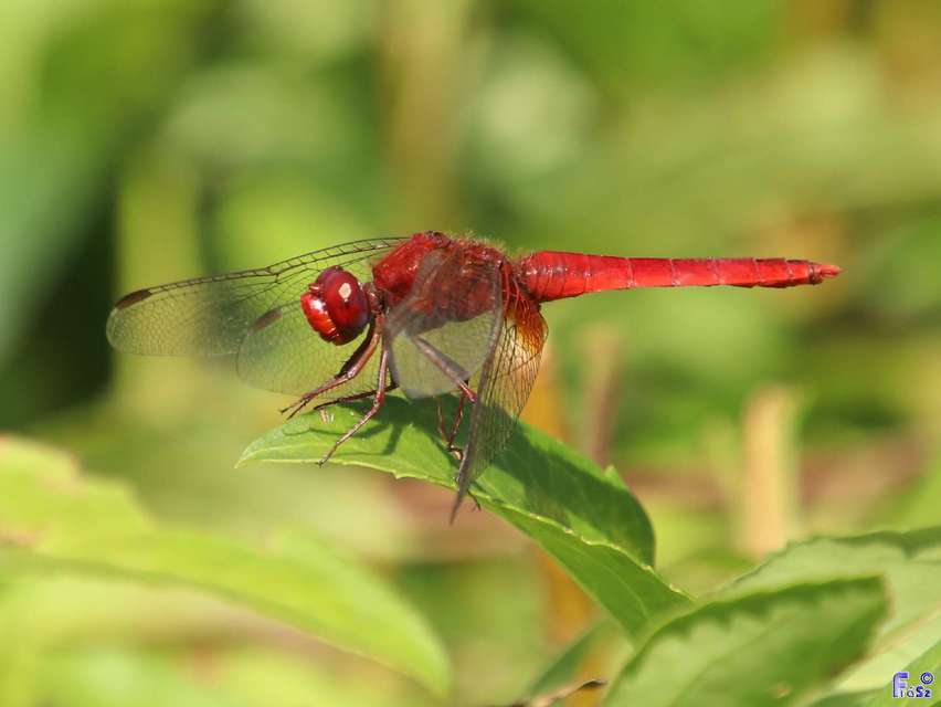 Crocothemis erythraea - skarlát szitakötő