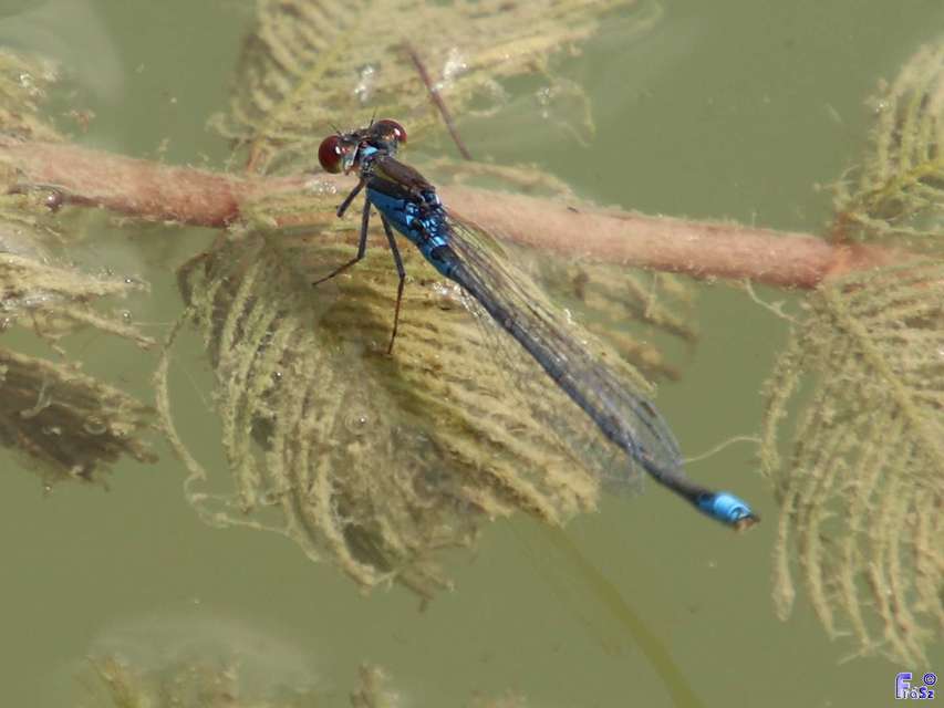 Erythromma viridulum - kis pirosszemű-légivadász