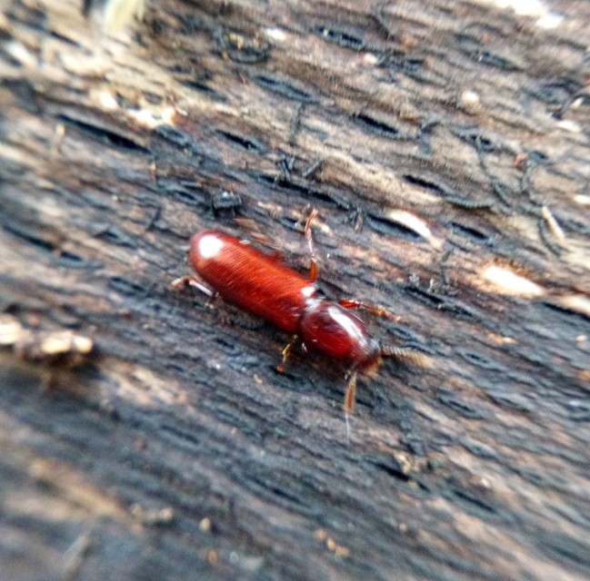 Corticeus unicolor - egyszínű kéregbújó