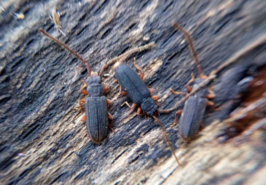 Uleiota planatus - hosszúcsápú fogasnyakú-lapbogár