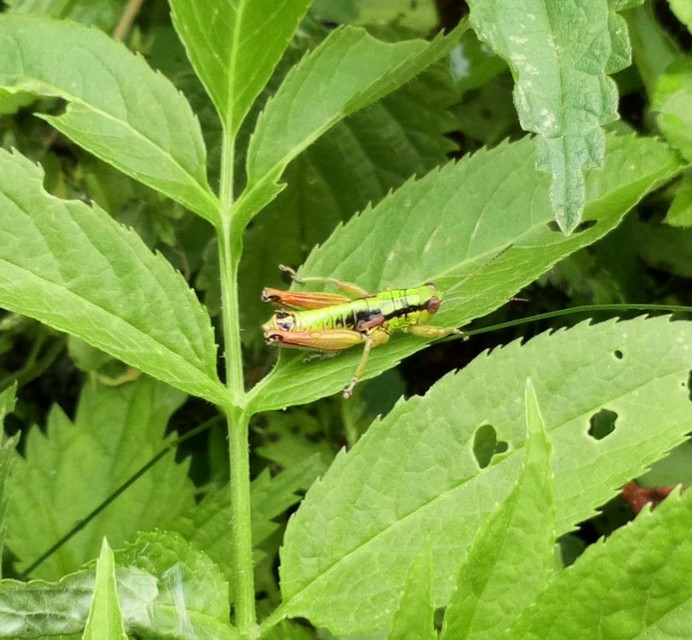 Pseudopodisma nagyi - Nagy-hegyisáska