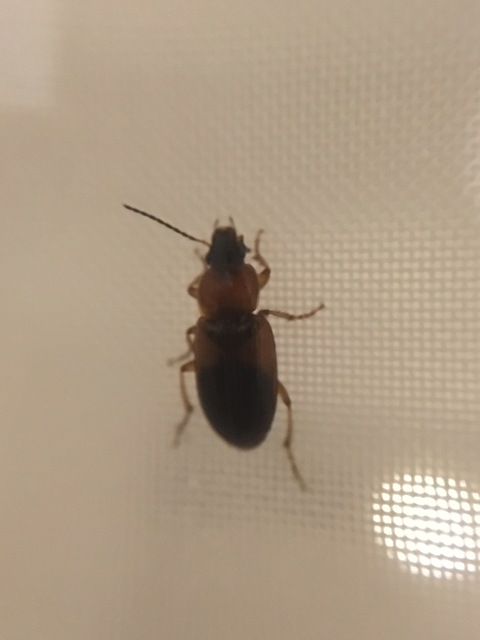 Stenolophus teutonus - nagyfoltos turzásfutó