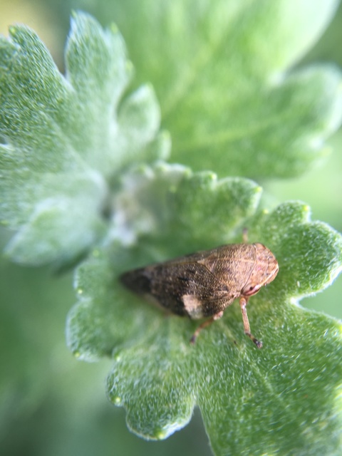 Aphrophora alni