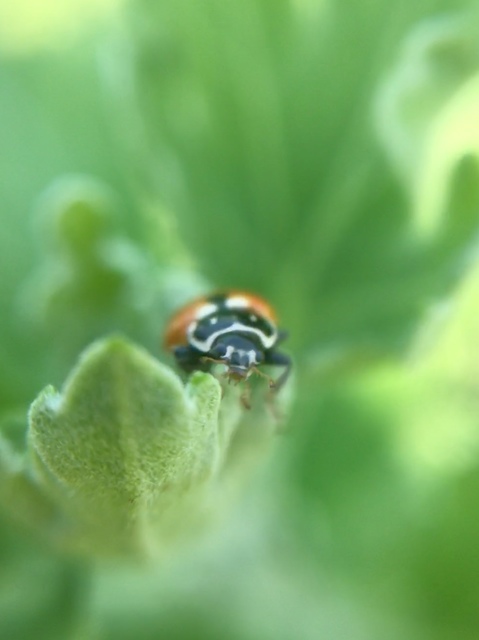 Hippodamia variegata - tizenhárompettyes katica
