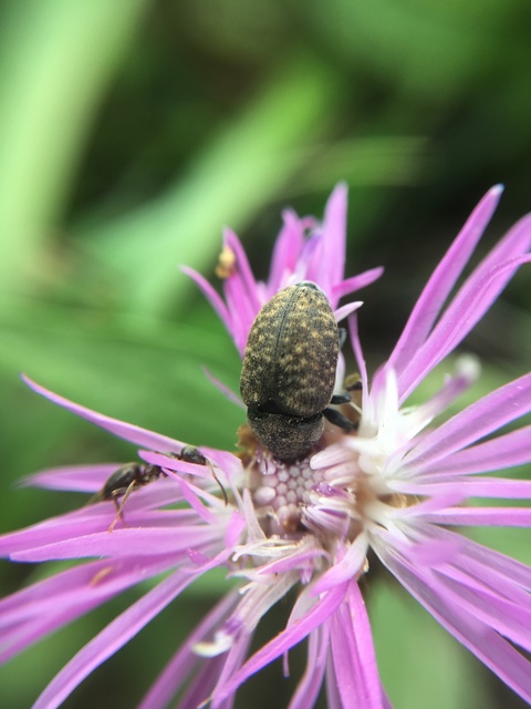 Larinus obtusus - imola-púderbarkó