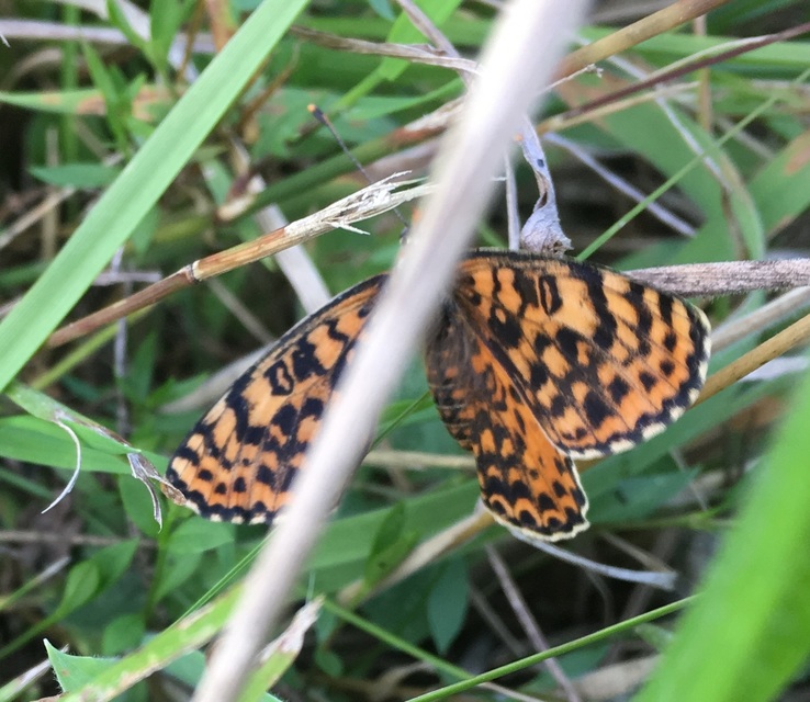 Melitaea didyma - tüzes tarkalepke
