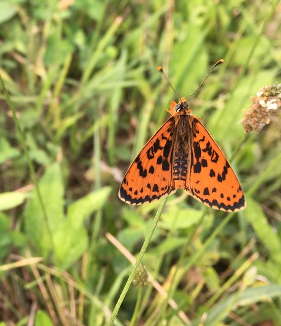 Melitaea didyma - tüzes tarkalepke