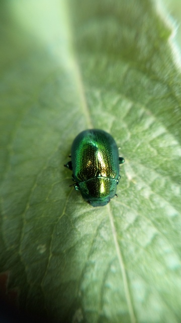 Chrysolina herbacea - zöld mentalevelész
