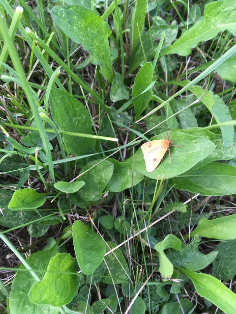 Diacrisia sannio - vörösszélű medvelepke