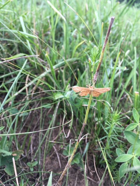 Idaea ochrata - okkerszínű sávosaraszoló