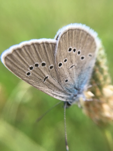 Cyaniris semiargus - aprószemes boglárka