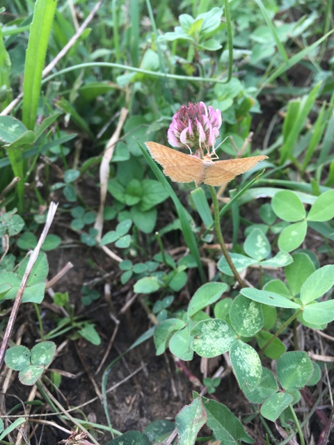 Idaea ochrata - okkerszínű sávosaraszoló