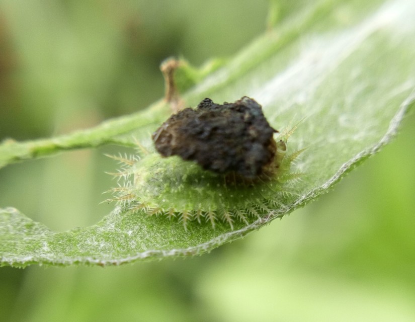Cassida