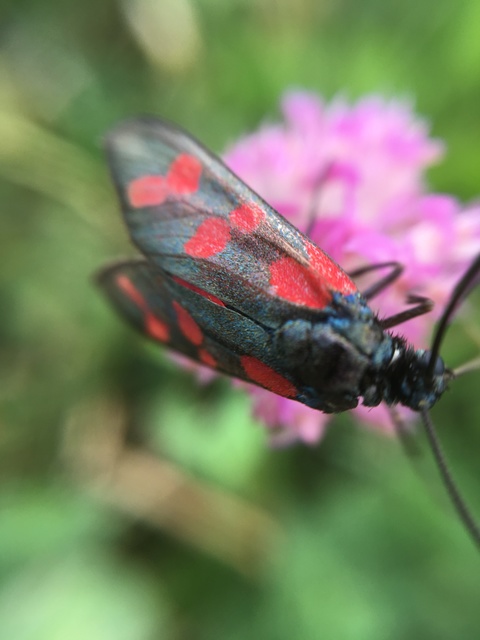 Zygaena filipendulae - acélszínű csüngőlepke