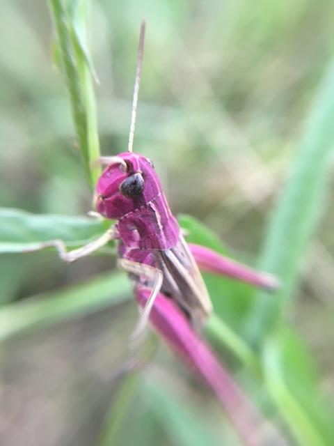 Pseudochorthippus parallelus - közönséges rétisáska