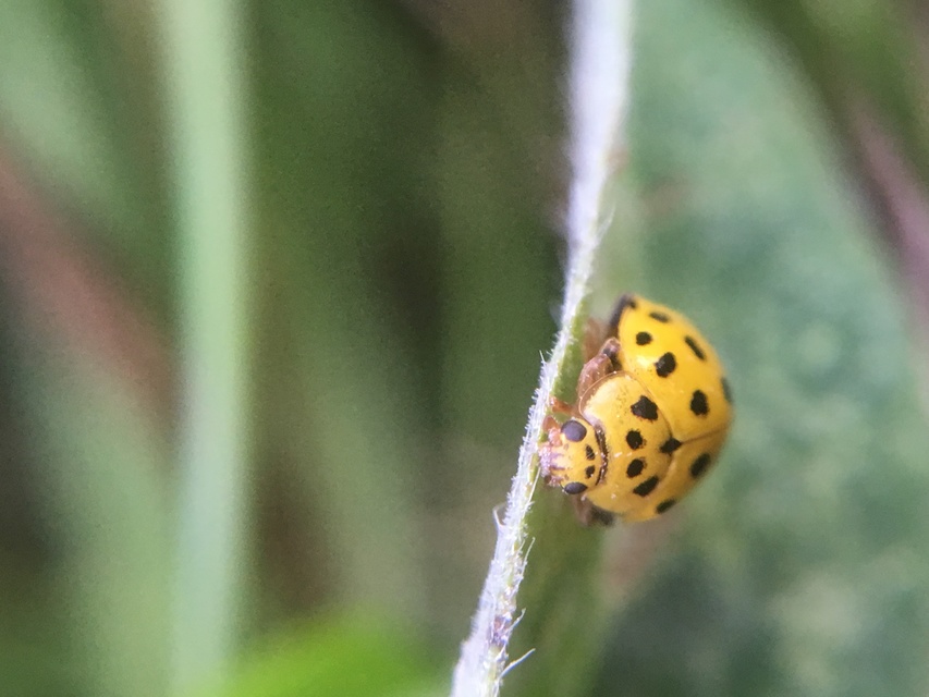 Psyllobora vigintiduopunctata - huszonkétpettyes katica
